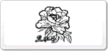 黑牡丹blackpeony